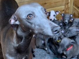 Blue kennel club registered whippet pups