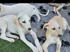 Beautiful 3/4 whippet puppies