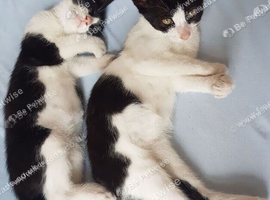 Sweet bonded kitten siblings - ready for adoption! (&pound;60 for the pair) ️