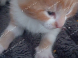 5 gorgeous  1/2 persian  kittens