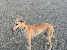 Saluki whippet greyhound