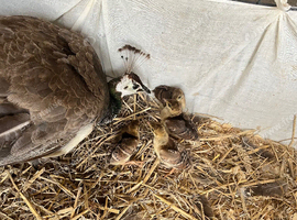 Peahen and 3 chicks
