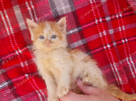 kittens