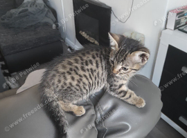 Bengal crossed kittens for sale