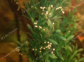 Axolotl eggs