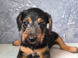 Lakeland x Bedlington Terrier puppy