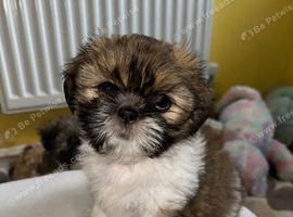 Shih- tzu x Puppies