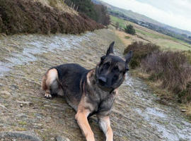 Belgium malinois