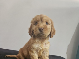 READY NOW COCKAPOO PUPS