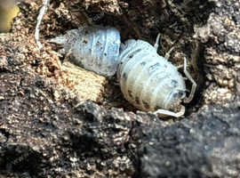 Dairy cow isopods