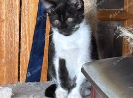 Black & White Kitten