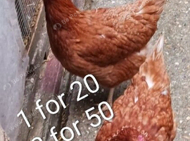 Laying hen and Meat breed chicken