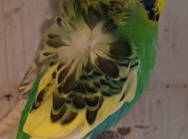 Helicopter and crested budgies wanted