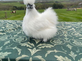 Silkie bantam show birds