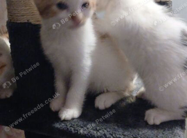 2 male kittens ready now