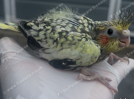 Hend reared  Baby cocktail for reservation