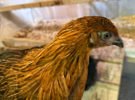 Hybrid hens