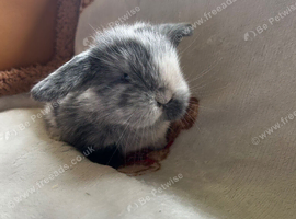 Mini lop babies