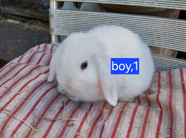 2boys mini lops for sale
