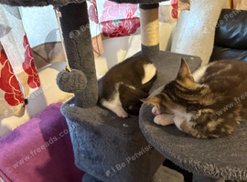 Cats needing forever homes ASAP