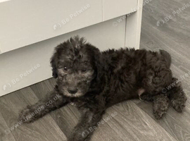 Bedlington terrier puppies Only 3 boys available