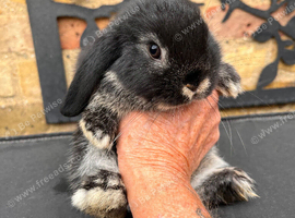 Mini lop pure. Bred