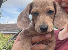 Daxie puppies for Sale