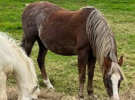 Welsh Sec B companion mare