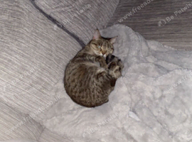 Bengal ( Loving and caring )