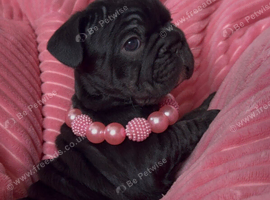 Beautiful frenchie pups
