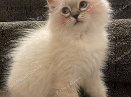 Pure ragdoll kitten