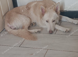 Lilac German shepherd girl 1year old
