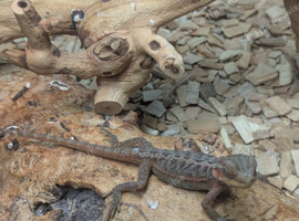 2 baby bearded dragons with full setup