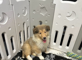 2 Male KC Sable and white Rough Collie Pups