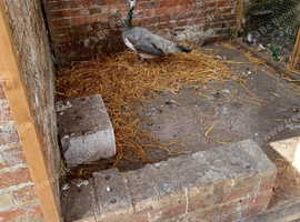 Peahens for sale