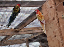Rosella for sale