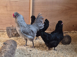 LF black araucana hatching eggs and pekin bantam hatching eggs plus chicks