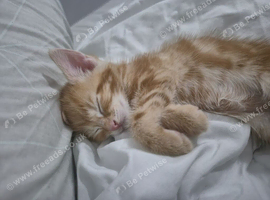 Adorable ginger and a grey and white half british shorthair.