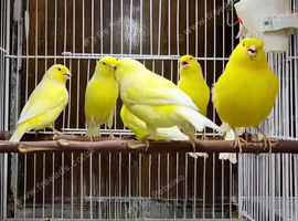 Canary males and females