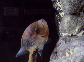 Vieja Red Head Quetzel Cichlid