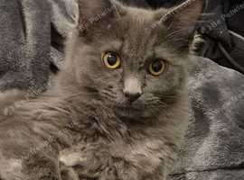 Female Cat grey and bit of white