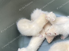 Albino Ferrets