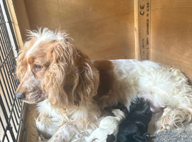 Lovely cocker spaniel puppies