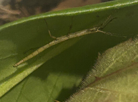 Indian stick Insects nymph & eggs
