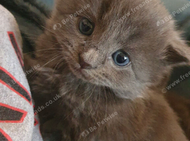 Extra fluffy kittens