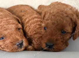 Toy poodle