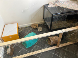 Guinea pigs for loving home
