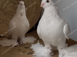 North Kavkaz Pigeon, Armaveri and Turkish