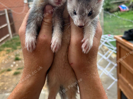 Silver Ferret kits Jill&rsquo;s