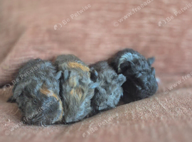 Lunkarya x Abyssinian guinea pigs